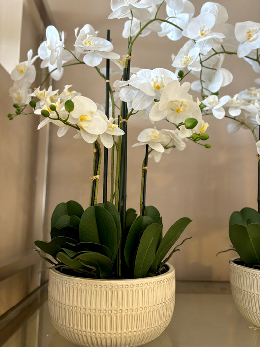 Flat pot orchid